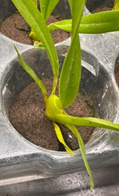 PU樹酯在植物種植介質中的應用與優勢
